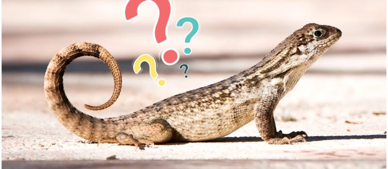 ¿Qué significa la presencia de lagartijas en tu hogar? Conoce los motivos de su visita