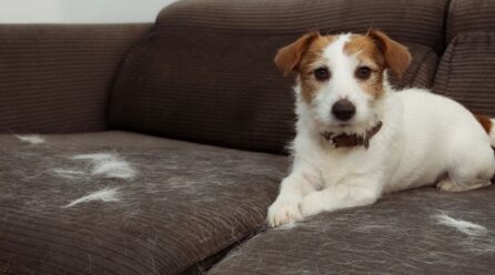 Ropa libre de pelos de perro: guía práctica para limpiar y evitar que se adhieran