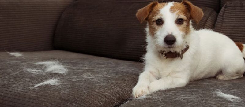 Ropa libre de pelos de perro: guía práctica para limpiar y evitar que se adhieran