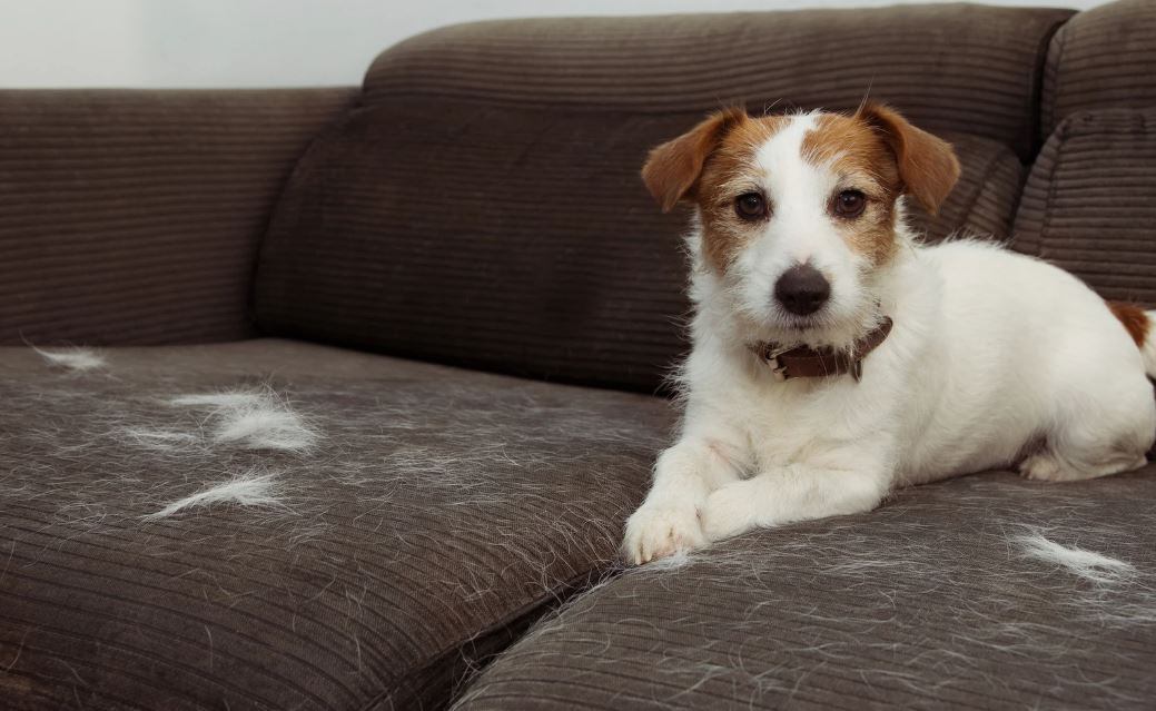 Ropa libre de pelos de perro: guía práctica para limpiar y evitar que se adhieran