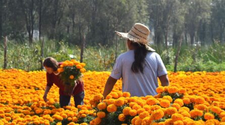 ¿Sabías que hay varios tipos de cempasúchil? Así puedes distinguir la flor mexicana