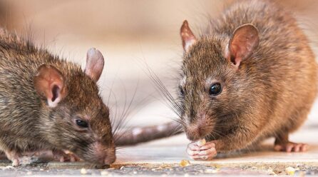 La poderosa mezcla con laurel y vinagre para ahuyentar a las ratas