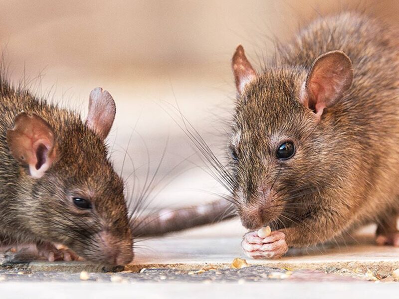 La poderosa mezcla con laurel y vinagre para ahuyentar a las ratas